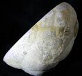 Calcite Crystal Filled Septarian Geode - Utah #33123-4